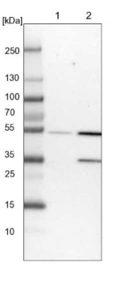 FKBP51/FKBP5 Antibody, Novus Biologicals:Antibodies:Primary Antibodies